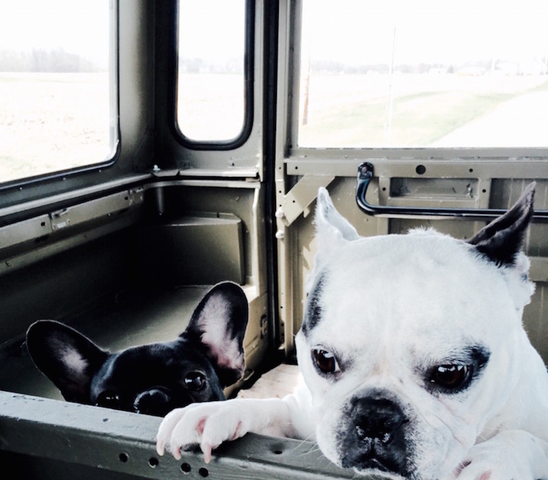 dogs in car